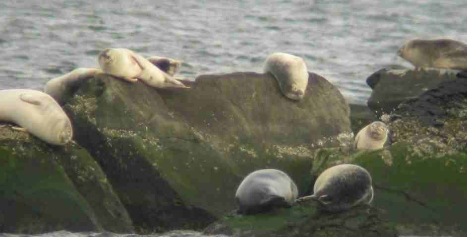 seals: nature as inspiration