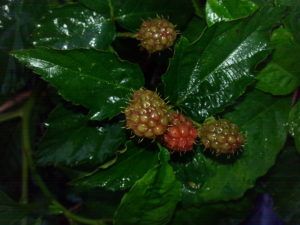 Just a few weeks ago, we still had blackberries and raspberries ripening in our garden--grateful for the bounty! 