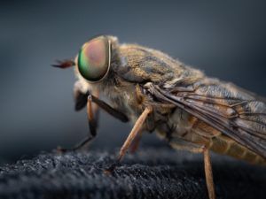 house fly