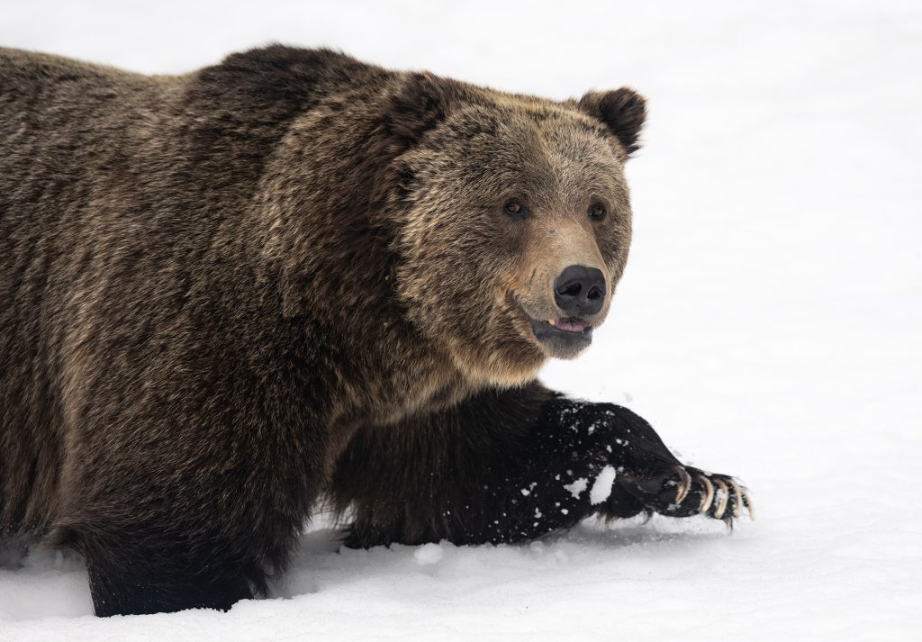 Grizzly Bruno. Photo credit: Savannah Rose. Writer and environmental activist Louisa Willcox. 