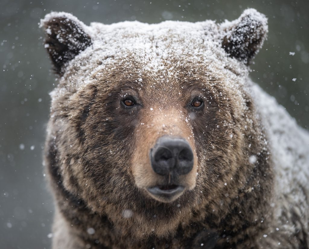 Grizzly Ursus. Photo credit: Savannah Rose  Writer and environmental activist Louisa Willcox. 