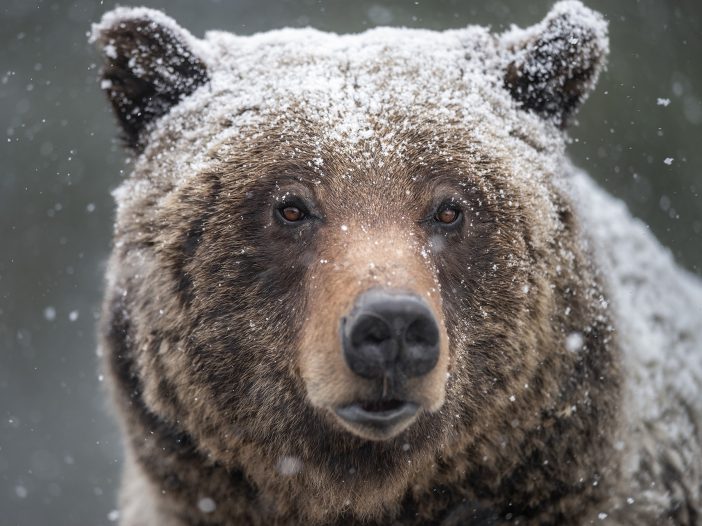 writing a book on grizzly bears