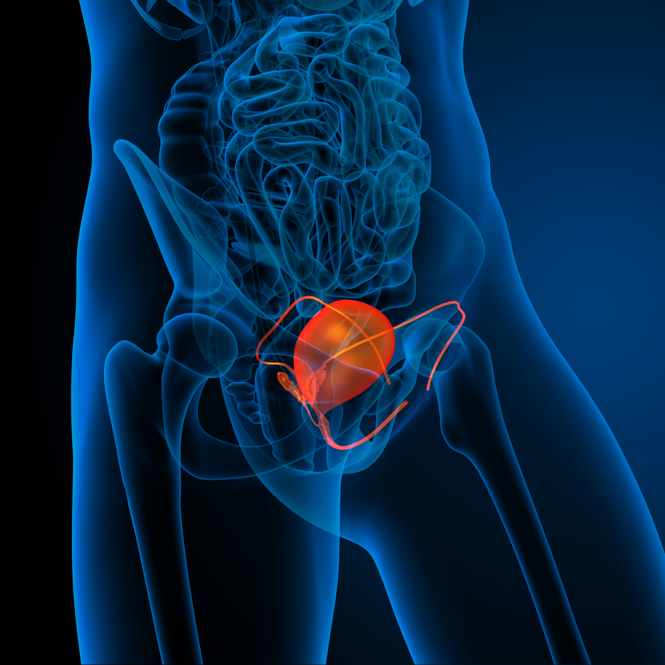 Why Your Bladder Could Be the Key to Transforming Your Life