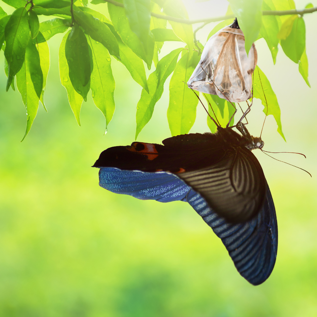 3 Basic Steps to Transform Your Life